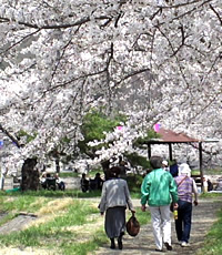 治田公園の桜まつり