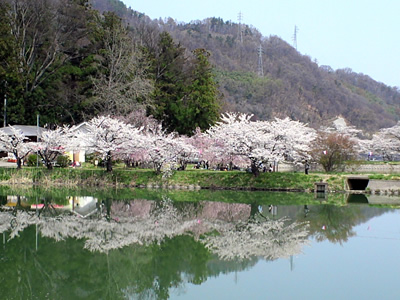 治田池に映る桜