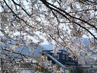 桜の間から見る北村工業の社屋